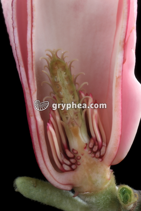 Magnolia (Magnolia sp.) - Fleur épanouie en CL - gryphea.org